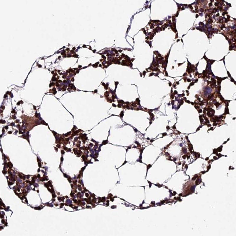Staining of human bone marrow shows strong cytoplasmic positivity in hematopoietic cells.