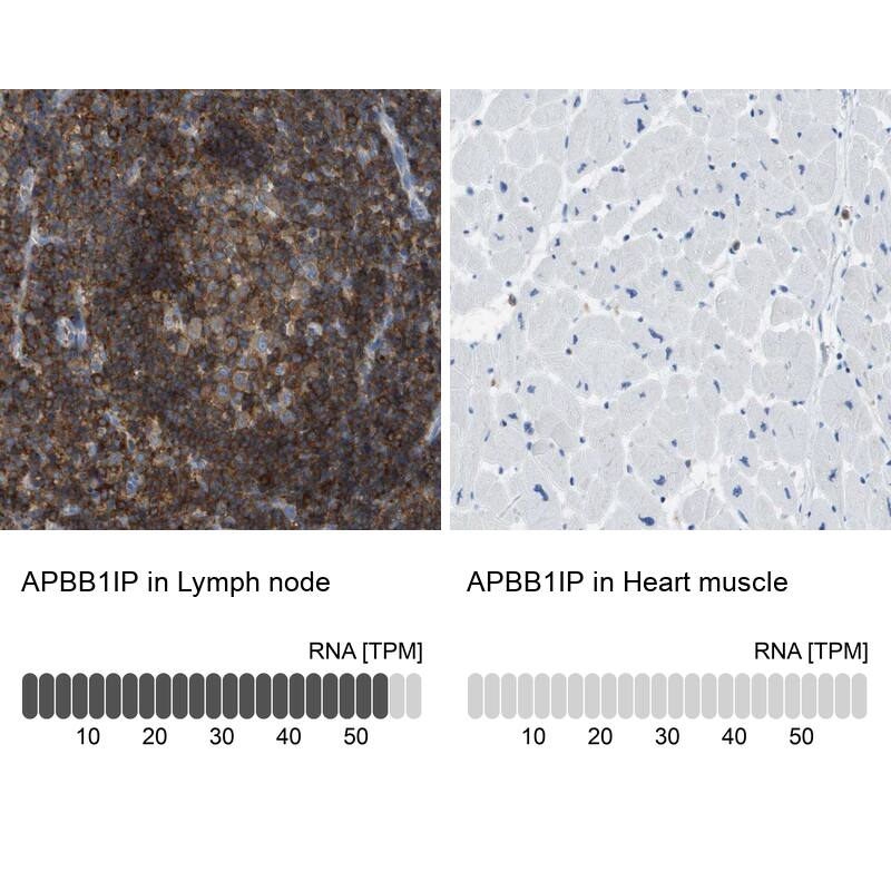 <b>Orthogonal Strategies Validation. </b>Analysis in human lymph node and heart muscle tissues. Corresponding RNA-seq data are presented for the same tissues.