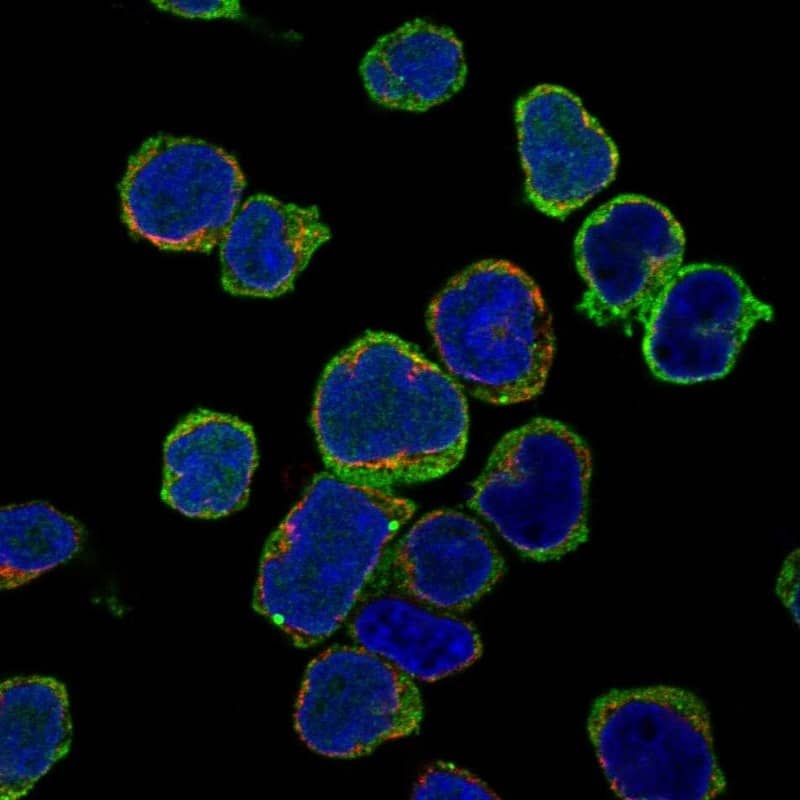 Staining of human cell line REH shows localization to plasma membrane & cytoplasmic bodies.