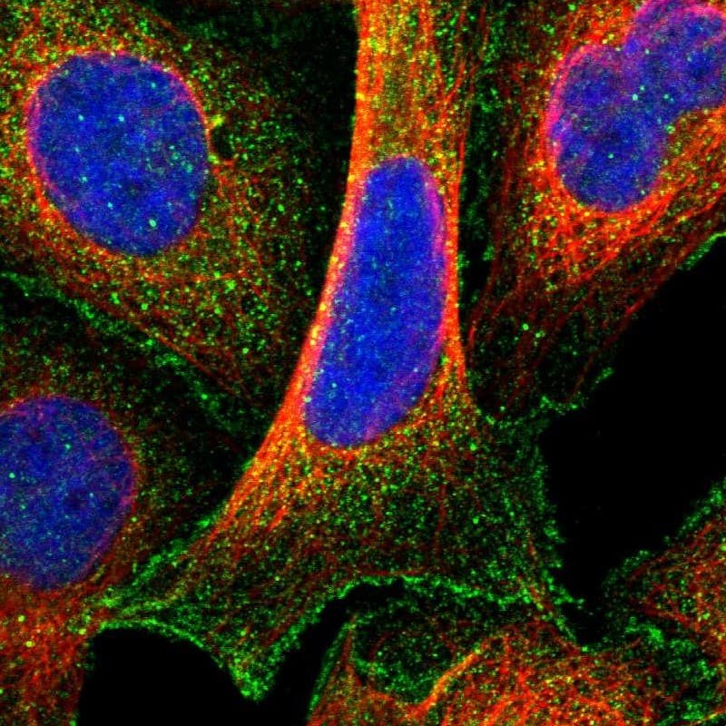Immunocytochemistry/ Immunofluorescence CCDC144NL Antibody - BSA Free