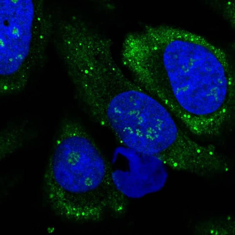 Immunocytochemistry/ Immunofluorescence LSM14B Antibody - BSA Free