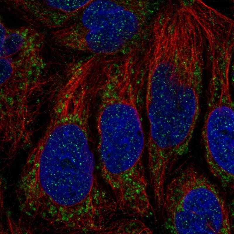 Immunocytochemistry/ Immunofluorescence ATP5SL Antibody - BSA Free