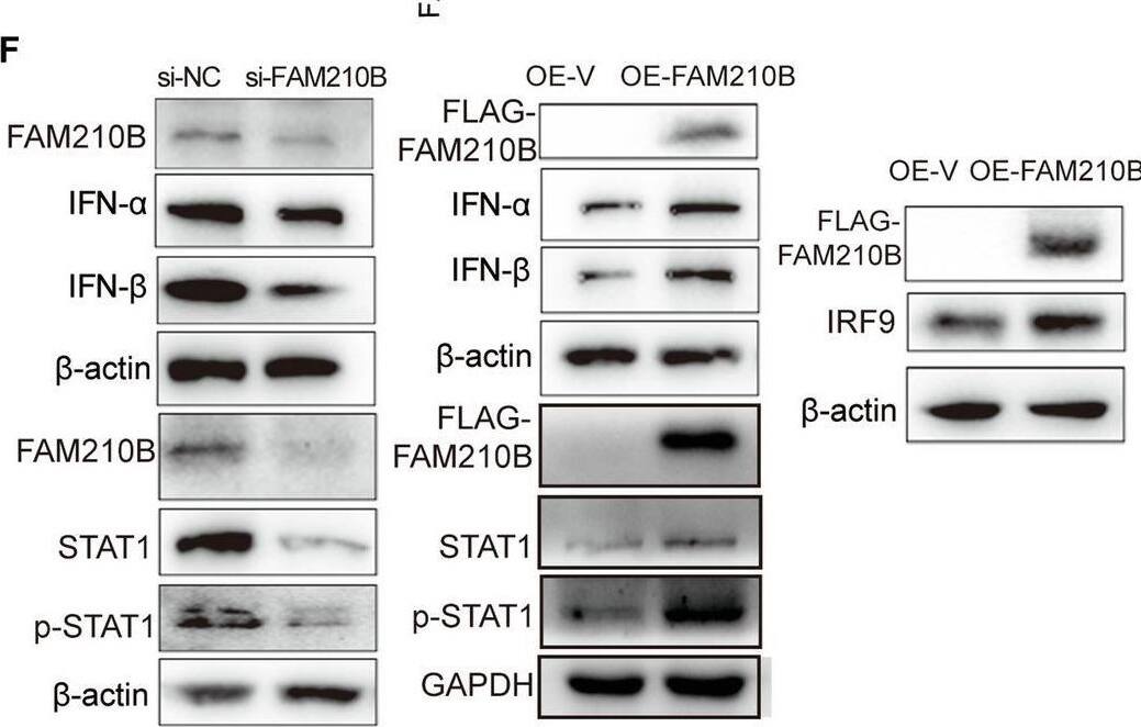 FAM210B activated the IFN-alpha / beta  mediated STAT1/IRF9/IFIT3 signal pathway.A GO Biological Process (BP) analysis of 113 DEGs regulated by FAM210B, with the top 15 BPs listed. B A schematic representation of the type I IFN signaling pathway. The circled P represents phosphate. C Log (fold change) of mRNA expression level of DEGs involved in the type I IFN signaling pathway, as assayed by RNA-seq with FAM210B overexpressing or knockdown H1299 cells. All the selected genes have a P value of less than 0.01 (**P < 0.01). qRT-PCR assays were used to test the expression levels of several representative members of the type I IFN signaling pathway, along with IFN-alpha  and IFN-beta , in H1299 cells overexpressing GFP-FAM210B (D) or following FAM210B knockdown (E) (mean +/- SEM, n = 3). F Western blotting was conducted in H1299 cells with FAM210B knockdown or overexpression (OE-FAM210B) to evaluate changes in representative members of the type I IFN signaling pathway. G–H qRT-PCR assays were employed to assess the expression levels of STAT1, IRF9, and IFIT3 in LUAD cells under treatment with IFN-alpha  or IFN-beta  at different time points (n = 2), respectively. Statistical analysis was performed using Student’s t-test. *P < 0.05, **P < 0.01, ***P < 0.001, ****P < 0.0001. Image collected and cropped by CiteAb from the following open publication (//pubmed.ncbi.nlm.nih.gov/39900908), licensed under a CC-BY license. Not internally tested by Novus Biologicals.