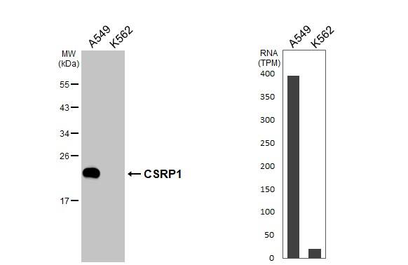 Various whole cell extracts (30 ug) were separated by 12% SDS-PAGE, and the membrane was blotted with CSRP1 antibody [N1C3] (NBP2-14919) diluted at 1:1000. The HRP-conjugated anti-rabbit IgG antibody  was used to detect the primary antibody. Corresponding RNA expression data for the same cell lines are based on Human Protein Atlas program. 