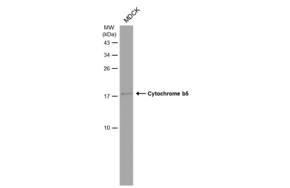 Western Blot: Cytochrome b5 type A Antibody [NBP2-14923] - Whole cell extract (30 ug) was separated by 15% SDS-PAGE, and the membrane was blotted with Cytochrome b5 type A antibody (NBP2-14923) diluted at 1:500. The HRP-conjugated anti-rabbit IgG antibody  was used to detect the primary antibody.