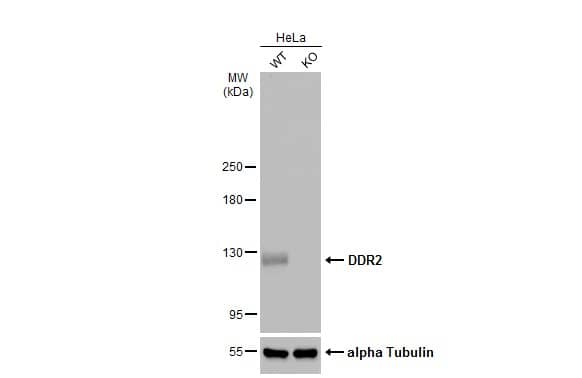 <b>Genetic Strategies Validation. </b>Wild-type (WT) and DDR2 (KO) HeLa cell extracts (30 ug) were separated by 5% SDS-PAGE, and the membrane was blotted with DDR2 antibody [C2C3], C-term (NBP2-14926) diluted at 1:1000. The HRP-conjugated anti-rabbit IgG antibody  was used to detect the primary antibody. 