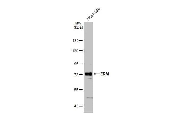 Western Blot ETV5/ERM Antibody - BSA Free