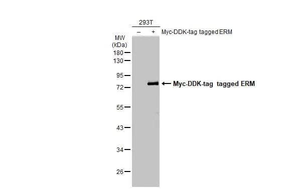 Western Blot ETV5/ERM Antibody - BSA Free