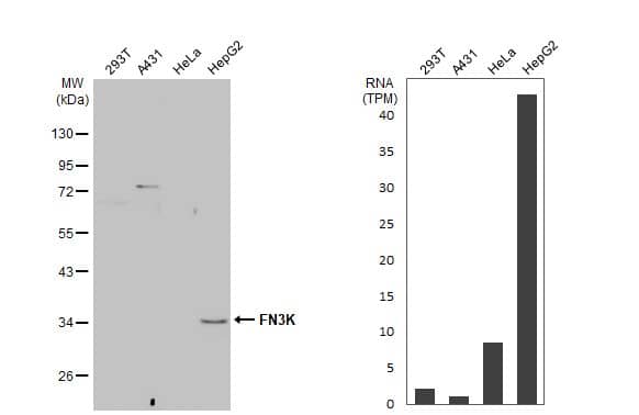 Various whole cell extracts (30 ug) were separated by 10% SDS-PAGE, and the membrane was blotted with FN3K antibody [N1C3-2] (NBP2-14959) diluted at 1:1000. The HRP-conjugated anti-rabbit IgG antibody  was used to detect the primary antibody. Corresponding RNA expression data for the same cell lines are based on Human Protein Atlas program. 