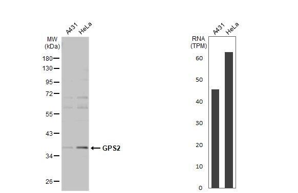 <b>Orthogonal Strategies Validation. </b>Western Blot: GPS2 Antibody [NBP2-14970] - Various whole cell extracts (30 ug) were separated by 10% SDS-PAGE, and the membrane was blotted with GPS2 antibody  diluted at 1:500. The HRP-conjugated anti-rabbit IgG antibody  was used to detect the primary antibody. Corresponding RNA expression data for the same cell lines are based on Human Protein Atlas program.