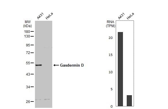 <b>Orthogonal Strategies Validation. </b>Western Blot: GSDMDC1 Antibody [NBP2-14973] - Various whole cell extracts (30 ug) were separated by 10% SDS-PAGE, and the membrane was blotted with Gasdermin D antibody [N1N3]  diluted at 1:1000. The HRP-conjugated anti-rabbit IgG antibody  was used to detect the primary antibody. Corresponding RNA expression data for the same cell lines are based on Human Protein Atlas program.