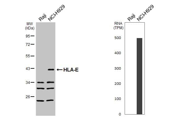 Western Blot HLA-E Antibody - Azide and BSA Free