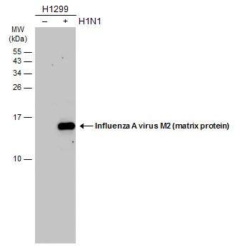 Western Blot Influenza A H1N1 M2 Antibody - (A/Puerto Rico/8/1934) - BSA Free