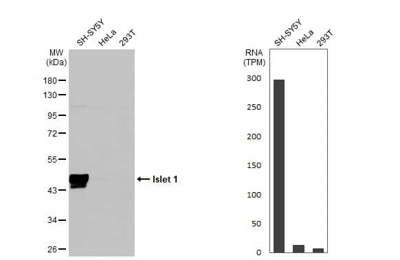 Western Blot Islet-1 Antibody - BSA Free