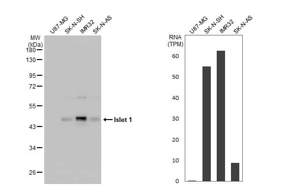 Western Blot Islet-1 Antibody - BSA Free