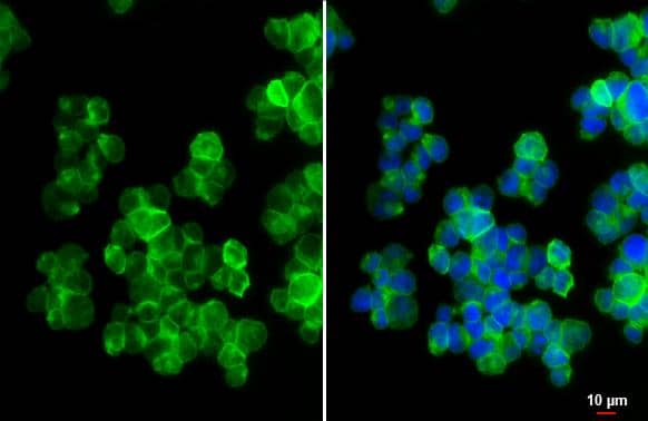 LILRB1 antibody [N1C1] detects LILRB1 protein by immunofluorescent analysis.Sample: NK-92 cells were fixed in 4% paraformaldehyde at RT for 15 min.Green: LILRB1 stained by LILRB1 antibody [N1C1] (NBP2-15014) diluted at 1:100.Blue: Fluoroshield with DAPI . 