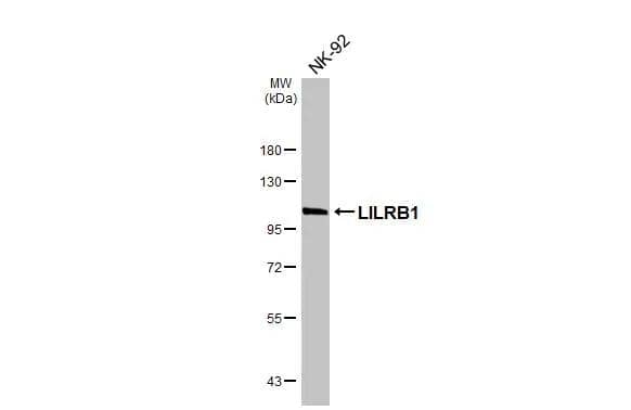 Whole cell extract (30 ug) was separated by 7.5% SDS-PAGE, and the membrane was blotted with LILRB1 antibody [N1C1] (NBP2-15014) diluted at 1:10000. The HRP-conjugated anti-rabbit IgG antibody  was used to detect the primary antibody. 