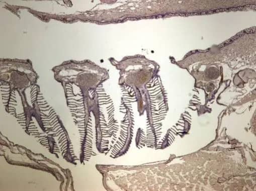 Immunohistochemistry: LIN7 Antibody [NBP2-15016] - Immunohistochemical analysis of paraffin-embedded zebrafish tissue, using LIN7 antibody [N1C3] (NBP2-15016) at 1:300 dilution.