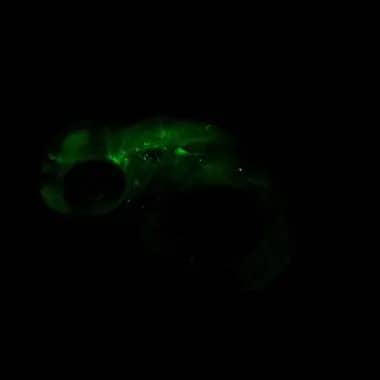 Immunohistochemistry: LIN7 Antibody [NBP2-15016] - LIN7 antibody [N1C3] detects Lin7a protein on zebrafish by whole mount immunohistochemical analysis. Sample: 2 days-post-fertilization zebrafish embryo. LIN7 antibody [N1C3] (NBP2-15016) dilution: 1:200.