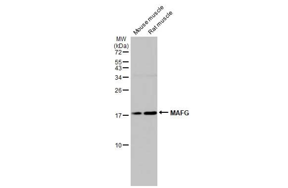 Western Blot MafG Antibody - BSA Free