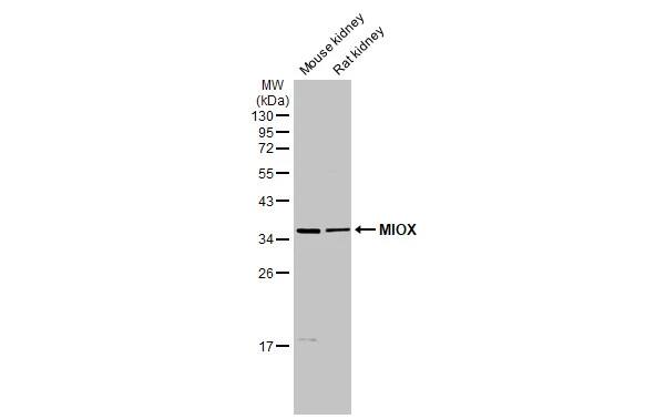Western Blot: MIOX Antibody [NBP2-15030] - Various tissue extracts (50 ug) were separated by 12% SDS-PAGE, and the membrane was blotted with MIOX antibody (NBP2-15030) diluted at 1:2000. The HRP-conjugated anti-rabbit IgG antibody  was used to detect the primary antibody.