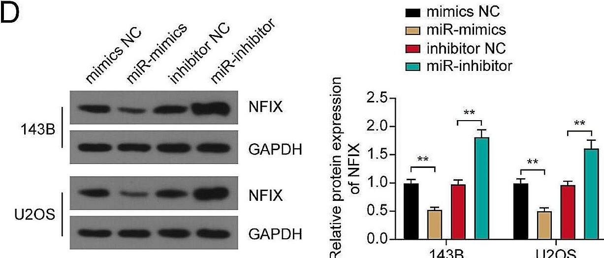 miR-744-5p directly targets NFIX. (A) TargetScan, DIANA-Tarbase, and starBase algorithms were applied to identify potential downstream targets of miR-744-5p. (B) NFIX mRNA expression in OS cells transfected with miR-744-5p mimics. (C) Wild type and mutant binding sequences of miR-744-5p on NFIX. The direct binding was verified by dual-luciferase reporter assay. (D) NFIX protein expression in OS cells transfected with miR-744-5p mimics and miR-744-5p inhibitor. (E) NFIX protein expression in OS cells. ** P < 0.01 Image collected and cropped by CiteAb from the following open publication (//josr-online.biomedcentral.com/articles/10.1186/s13018-024-04947-x), licensed under a CC-BY license. Not internally tested by Novus Biologicals.