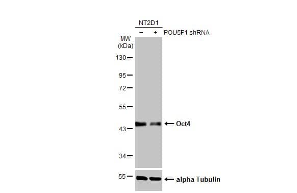 <b>Genetic Strategies Validation. </b>Western Blot: OCT4 Antibody (735) [NBP2-15051] - Non-transfected (–) and transfected (+) NT2D1 whole cell extracts (30 ug) were separated by 10% SDS-PAGE, and the membrane was blotted with Oct4 antibody [GT735]  diluted at 1:2000. The HRP-conjugated anti-mouse IgG antibody  was used to detect the primary antibody.