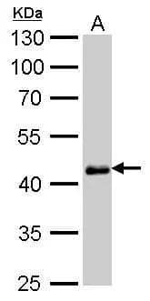 Oct4 antibody [GT486] detects Oct4 protein by western blot analysis.A. 30 ug human ESC whole cell lysate/extract10% SDS-PAGE (NBP2-15052) dilution: 1:1000 The HRP-conjugated anti-mouse IgG antibody  was used to detect the primary antibody. 