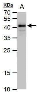 Oct4 antibody detects Oct4 protein by western blot analysis.A. 30 ug human ESC whole cell extract 12% SDS-PAGEOct4 antibody (NBP2-15053) dilution: 1:10000 The HRP-conjugated anti-rabbit IgG antibody  was used to detect the primary antibody. 