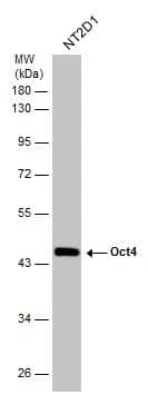 Whole cell extract (30 ug) was separated by 10% SDS-PAGE, and the membrane was blotted with Oct4 antibody (NBP2-15053) diluted at 1:100000. 