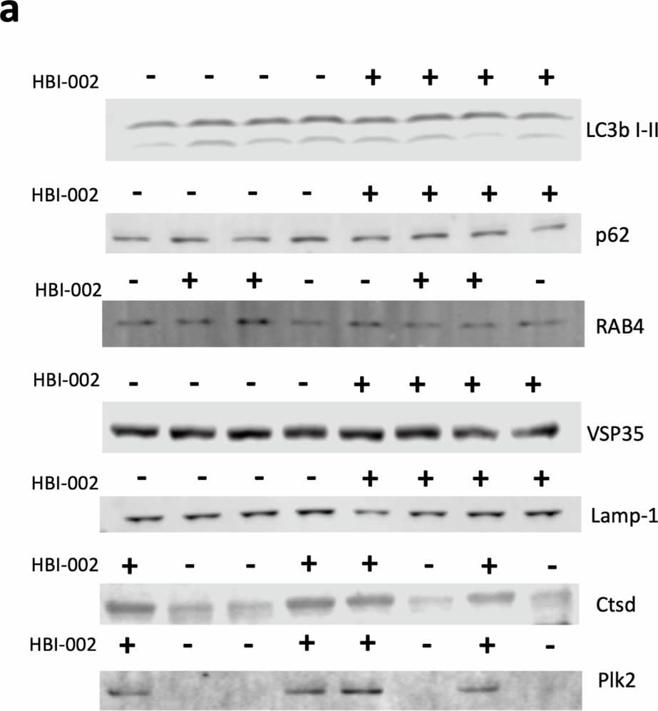 HBI-002 effects on autophagy, lysosomes and cathepsin D.a Immunoblots of autophagy and lysosomal activity markers. b Quantification of autophagy and lysosomal activity markers. Ctsd (p = 0.002, 1-beta  = 0.99, N = 8, 4 per group) and Plk2 (p = 0.006, 1-beta  = 0.99, N = 8, 4 per group), all other markers p > 0.05. c Representative photomicrographs of sir-lysosome staining in SH-SY5Y human neuroblastomas. d Quantification of sir-lysosome staining p = 0.0002, 1-beta  = 0.95, N = 38 cells, air treated n = 23, CO-treated n = 14. Error bars represent the mean +/- SEM. Data are statistically different from each other with *** P < 0.001. Image collected and cropped by CiteAb from the following open publication (//www.nature.com/articles/s41531-024-00763-6), licensed under a CC-BY license. Not internally tested by Novus Biologicals.