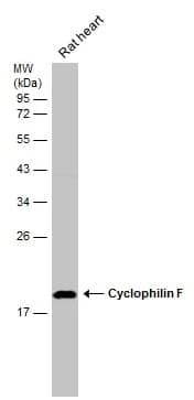 Western Blot: Cyclophilin-F Antibody [NBP2-15079] - Rat tissue extract (50 ug) was separated by 12% SDS-PAGE, and the membrane was blotted with Cyclophilin-F antibody (NBP2-15079) diluted at 1:500. The HRP-conjugated anti-rabbit IgG antibody  was used to detect the primary antibody.