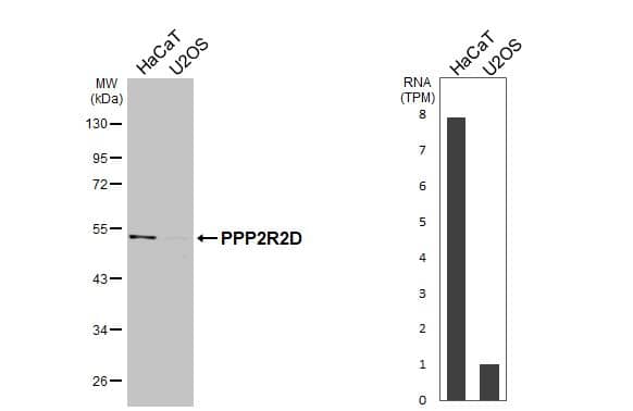 Western Blot PPP2R2D Antibody - BSA Free