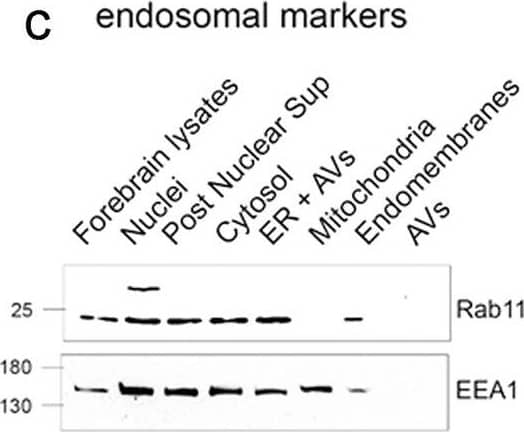 Western Blot RAB11B Antibody - BSA Free