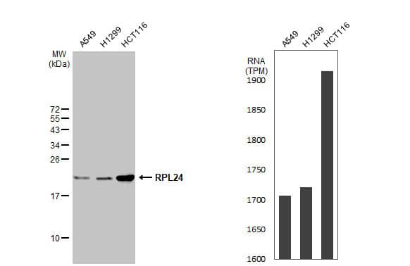 Various whole cell extracts (30 ug) were separated by 15% SDS-PAGE, and the membrane was blotted with RPL24 antibody (NBP2-15102) diluted at 1:1000. The HRP-conjugated anti-rabbit IgG antibody  was used to detect the primary antibody. Corresponding RNA expression data for the same cell lines are based on Human Protein Atlas program. 