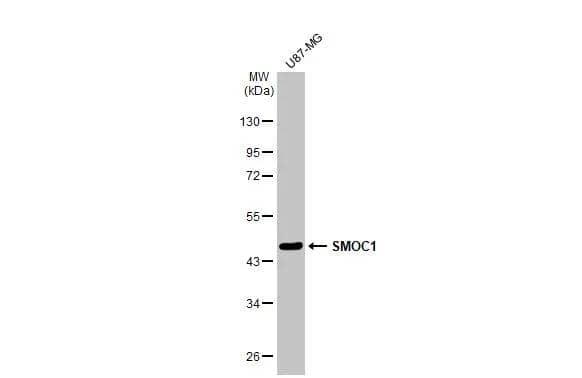 Western Blot SMOC-1 Antibody