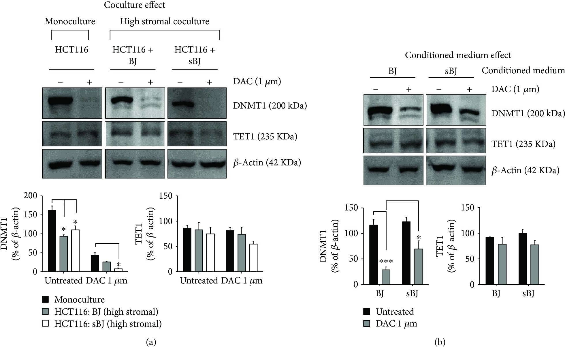 Western Blot: TET1 Antibody (1462) [NBP2-15135] - Changes in the expression of DNMT1 & TET1. Representative western blots & densitometry analysis of DNMT1 & TET1 levels in untreated or DAC-treated (a) HCT116 monocultures & cocultures with normal BJ or sBJ & (b) HCT116 monocultures grown in conditioned medium from normal BJ or sBJ cells. DNMT1 & TET1 blots in (a) & (b) are taken from different gels. Data are mean ± SEM, n = 3, ∗∗∗p < 0.001, ∗p < 0.05. Image collected & cropped by CiteAb from the following publication (//pubmed.ncbi.nlm.nih.gov/30158986), licensed under a CC-BY license. Not internally tested by Novus Biologicals.