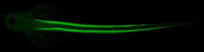 Immunohistochemistry: tropomyosin-4 Antibody [NBP2-15146] - tropomyosin-4 antibody detects tropomyosin-4 protein on zebrafish by whole mount immunohistochemical analysis. Sample: 2 days-post-fertilization zebrafish embryo. tropomyosin-4 antibody (NBP2-15146) dilution: 1:100.