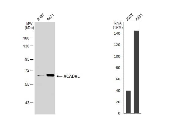 Various whole cell extracts (30 ug) were separated by 7.5% SDS-PAGE, and the membrane was blotted with ACADVL antibody [N1C1] (NBP2-15238) diluted at 1:1000. The HRP-conjugated anti-rabbit IgG antibody  was used to detect the primary antibody. Corresponding RNA expression data for the same cell lines are based on Human Protein Atlas program. 