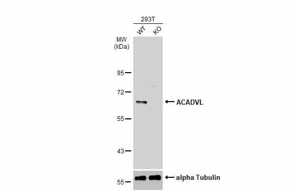 Wild-type (WT) and ACADVL knockout (KO) 293T cell extracts (30 ug) were separated by 7.5% SDS-PAGE, and the membrane was blotted with ACADVL antibody [N1C1] (NBP2-15238) diluted at 1:1000. The HRP-conjugated anti-rabbit IgG antibody  was used to detect the primary antibody. 