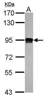 Western Blot: Aconitase 2 Antibody [NBP2-15245] - Sample (30 ug of whole cell lysate)  A: zebrafish eye  7.5% SDS PAGE  NBP2-15245 diluted at 1:1000 