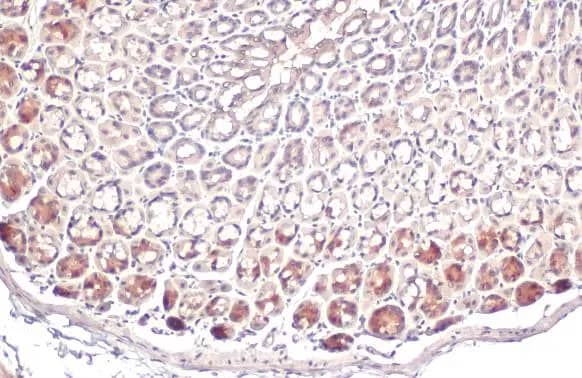 Immunohistochemistry-Paraffin: ACSL3 Antibody [NBP2-15252] - ACSL3 antibody detects ACSL3 protein at cytoplasm by immunohistochemical analysis.Sample: Paraffin-embedded mouse stomach.ACSL3 stained by ACSL3 antibody (NBP2-15252) diluted at 1:200.Antigen Retrieval: Citrate buffer, pH 6.0, 15 min