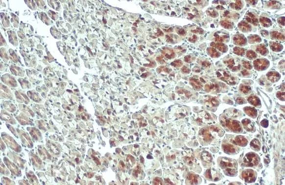Immunohistochemistry-Paraffin: ACSL3 Antibody [NBP2-15252] - ACSL3 antibody detects ACSL3 protein at mitochondria by immunohistochemical analysis.Sample: Paraffin-embedded mouse stomach.ACSL3 stained by ACSL3 antibody (NBP2-15252) diluted at 1:500.Antigen Retrieval: Citrate buffer, pH 6.0, 15 min