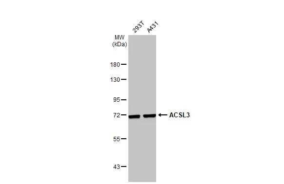 Various whole cell extracts (30 ug) were separated by 7.5% SDS-PAGE, and the membrane was blotted with ACSL3 antibody (NBP2-15252) diluted at 1:1000. The HRP-conjugated anti-rabbit IgG antibody  was used to detect the primary antibody. 