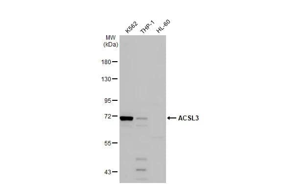 Various whole cell extracts (30 ug) were separated by 7.5% SDS-PAGE, and the membrane was blotted with ACSL3 antibody (NBP2-15252) diluted at 1:1000. The HRP-conjugated anti-rabbit IgG antibody  was used to detect the primary antibody. 