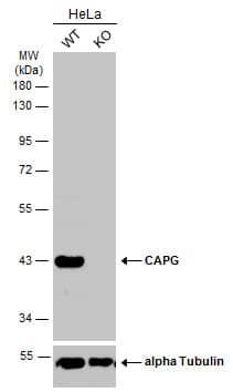 <b>Genetic Strategies Validation. </b>Western Blot: CapG Antibody [NBP2-15259] - Wild-type (WT) and CAPG knockout (KO) HeLa cell extracts (30 ug) were separated by 10% SDS-PAGE, and the membrane was blotted with CAPG antibody [N3C3]  diluted at 1:3000. The HRP-conjugated anti-rabbit IgG antibody  was used to detect the primary antibody.