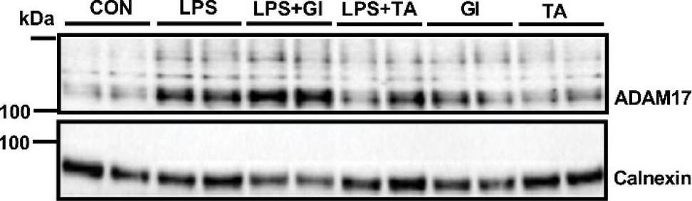 The effect of ADAM10 inhibitor (GI254023X) or ADAM17 inhibitor (TAPI-1) on the release of TNF-alpha , TNFR-1 and IL-6R by constitutively and under inflammation BV2 microglia. BV2 microglia were incubated with GI254023X (5 μM) or TAPI-1 (25 μM) for 24 h in the absence or presence of 1000 ng/mL LPS. The medium was collected for ELISA measurements and cell lysates were lysed for WB analysis. The concentration of TNF-alpha  (A), sTNFR-1 (B), IL-6 (C) and sIL-6R (D) released in medium (n = 6 from 6 independent experiments). (E) The representative immunoblots of ADAM10 protein expression in BV2 cell lysate. (F–H) The quantification of ADAM10 expression in BV2 cell lysate (n = 10 from 5 independent experiments). (I) The representative immunoblots of ADAM17 expression in BV2 cell lysate. (J) The quantification results of ADAM17 in BV2 cell lysate (n = 8 from 4 independent experiments). Calnexin was used as a loading control. Black: constitutive cytokine release or protein expression set at 1; red: LPS-induced cytokine release or protein expression; blue: effect of ADAMs inhibitor on constitutive cytokine release or protein expression; green: effect of ADAMs inhibitor on LPS-induced cytokine release or protein expression. Results were expressed as mean +/- SEM. * p < 0.05, ** p < 0.01 *** p < 0.001, **** p < 0.0001. Image collected and cropped by CiteAb from the following open publication (//pubmed.ncbi.nlm.nih.gov/36232346), licensed under a CC-BY license. Not internally tested by Novus Biologicals.