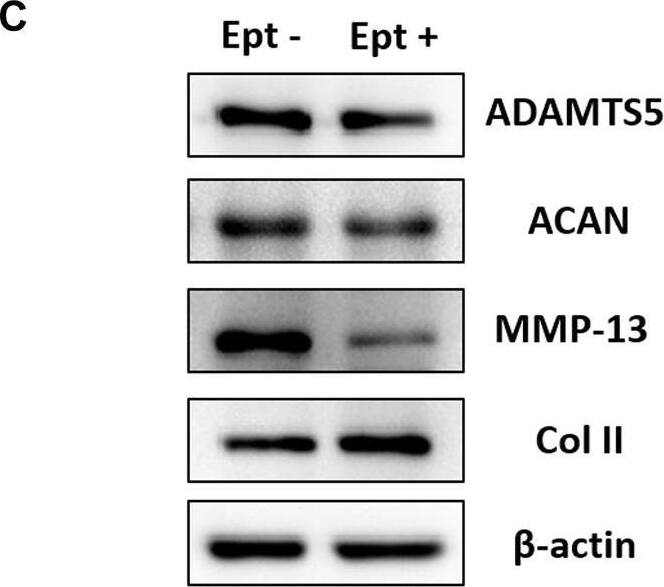 Regulatory effects of Ept on catabolic and anabolic dynamics in hOACs. (A) Immunofluorescent staining against Col II and aggrecan (ACAN) in Ept or vehicle treated hOACs. (B) PCR results of Col II, ACAN, MMP-13, and ADAMTS5 (n = 3). (C) Representative western blot detection of ADAMTS5, ACAN, MMP-13, Col II, and  beta -actin (n = 3). (D) Normalized quantitative data from western blot assay in Ept or vehicle treated hOACs. (E and F) Elisa detection of ADAMTS5 and MMP-13 levels in culture medium (n = 3). Mean +/- SD, p* < 0.05, p** < 0.01. Image collected and cropped by CiteAb from the following open publication (//pubmed.ncbi.nlm.nih.gov/36568290), licensed under a CC-BY license. Not internally tested by Novus Biologicals.