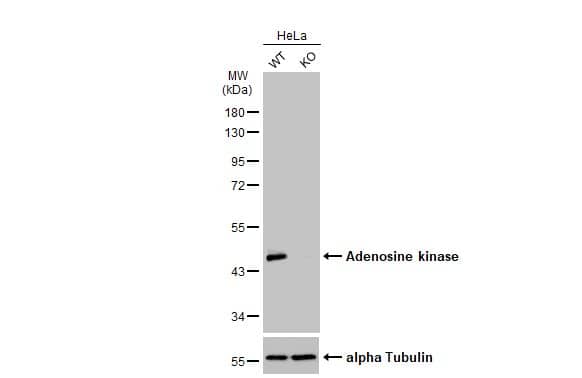 Western Blot: ADK Antibody [NBP2-15291] - Wild-type (WT) and Adenosine kinase knockout (KO) HeLa cell extracts (30 ug) were separated by 10% SDS-PAGE, and the membrane was blotted with Adenosine kinase antibody  diluted at 1:5000. The HRP-conjugated anti-rabbit IgG antibody  was used to detect the primary antibody.