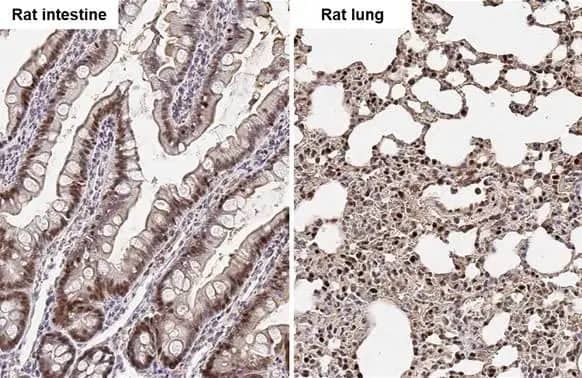 Immunohistochemistry-Paraffin: ADK Antibody [NBP2-15291] - ADK antibody detects ADK protein by immunohistochemical analysis.Sample: Paraffin-embedded rat tissues.ADK stained by ADK antibody (NBP2-15291) diluted at 1:500.Antigen Retrieval: Citrate buffer, pH 6.0, 15 min